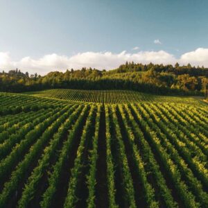 intkosupply cropgain