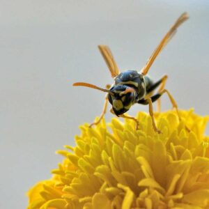 yellow jacket
