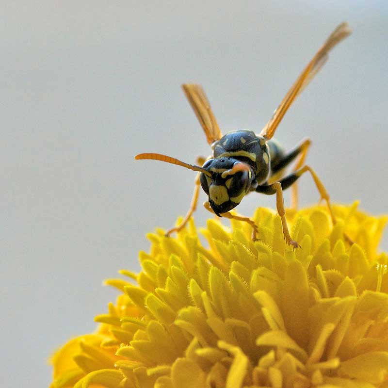 yellow jacket
